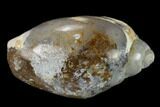 Polished, Chalcedony Replaced Gastropod Fossil - India #133519-1
